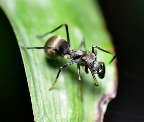  Ant-Mimicking Centipede: Ontdek de Verborgen Meester van Camouflage en Roof!