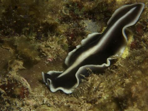  Flatworm: Een Kruipende Wonder Dat Bijna Iedereen Verwaarloost!