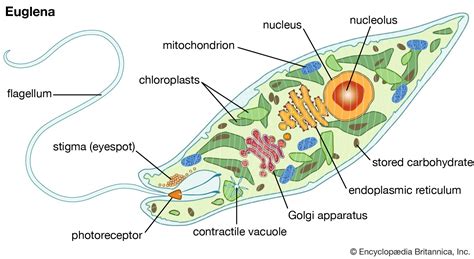 Euglena: Een enigmatische eencellige, een levend bewijs van de wisselwerking tussen planten en dieren!