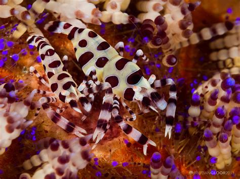  Everglades Shrimp: What an Intriguing Underwater Acrobat Capable of Stunning Camouflage Techniques!