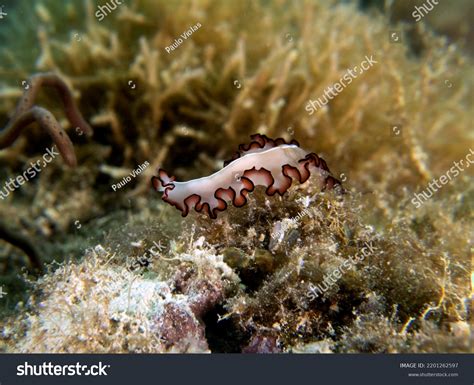  Flatworm: Een Kruipende Wonder Dat Bijna Iedereen Verwaarloost!