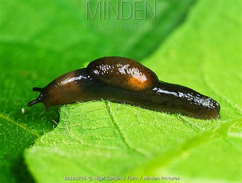 Frambozenplanaria, Een Schitterende Woelworm Met een Mysterieuze Vermommingstechniek!