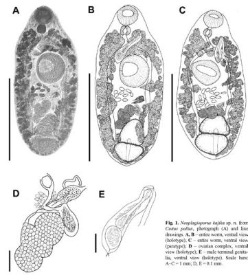  Japanse Trematode: Een Parasitaire Reisgenoot Met Een Voorliefde Voor Vogels