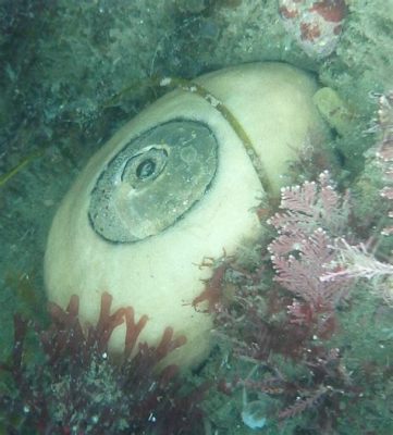  Keyhole Limpet: Een Schelpendier Met Een Mysterieuze Geboorte en een Fascinerende Aardse Migratie