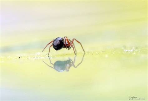  Nietzsche's Arachnid: Welke Acht-Gelede Wonderbeast Is Deze Dwergspin?