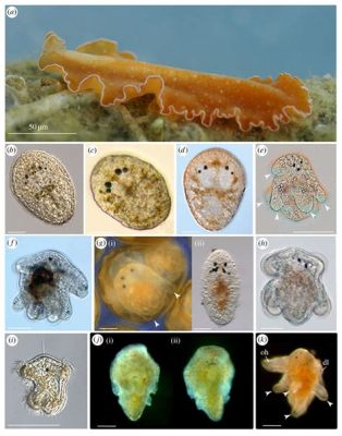  Oswaldella - een bizarre platworm met een levensstijl die je verbaasd zal maken!