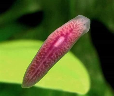 Planaria: Een klein wonderdier met de fascinerende kracht om zichzelf te regenereren!