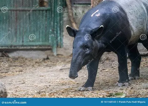  Tapir: Een Oorspronkelijk Weergave van een Groots, Stevig Gebouw met Hoefsporen!