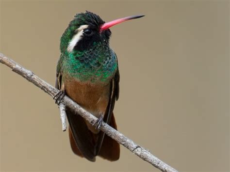   Xantus' Hummingbird: Een Verrassende Combination van Metallo-Glans en Onverstoorbare Energie!