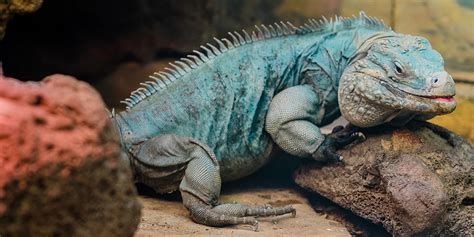  Cayman! Een reptiel met een karakter vol verrassingen en een liefde voor zoetwaterhabitats