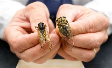  Cicada: De zingende wonderen van de zomer!