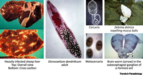  Dicrocoelium dendriticum: een parasiet die vogels en slakken op ongelijke wijze verbindt!