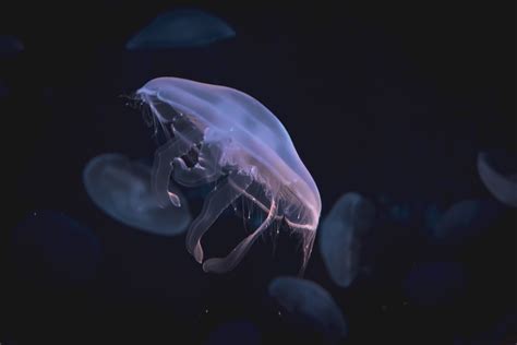  Discomedusa! Een Kleine Danser Met Giftige Tentakels In De Oceaan Dieperte