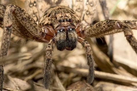  Dwergsprinkhaan: Een Miniatuurmonster Met 100 Benen die Zonder Ogen de Wereld Ontdekt!