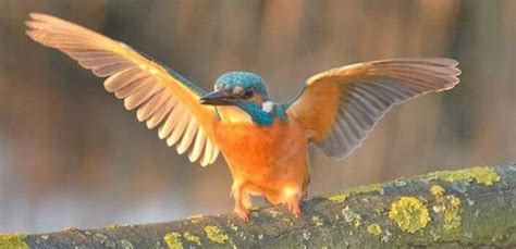  IJsvogel Een betoverende vogel met een ongebruikelijk verenkleed dat zich perfect aanpast aan zijn leven op de pool!