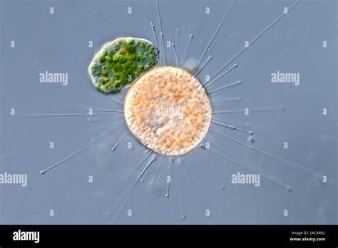 Nassula! Een microscopisch wonder dat met trilhaarjes een dans uitvoert en bacteriën in zich opzuigt als een levende stofzuiger