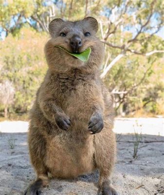  Quokka: Deze schattige beestjes met een permanente glimlach zijn de perfecte ambassadeurs voor Australische wildlife!