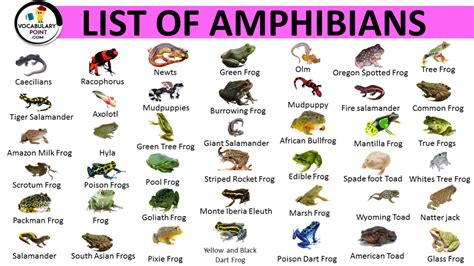  Riddle: What Amphibian Has Spots That Resemble Miniature Planets and Can Leap Like a Tiny Olympian?