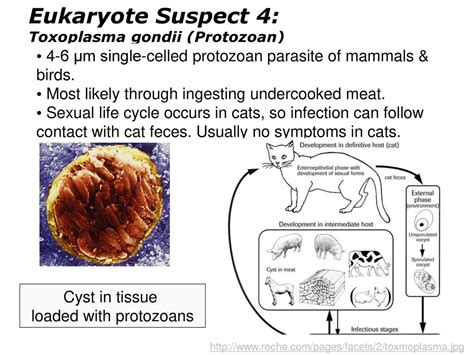  Toxoplasma: Een Microscopisch Mysterie dat Ons Brein Beïnvloedt en Katten tot Onvoorspelbare Jagers Transformeert!