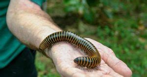  Woolly Millipede: A Curious Creature Combining Striking Appearance with Remarkable Adaptability!