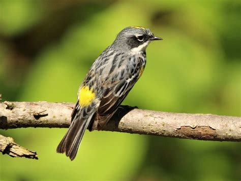 Yellow-rumped Warbler! Een zingvogel met een karakteristieke geel gekleurde buik en een voorliefde voor bessen en insecten